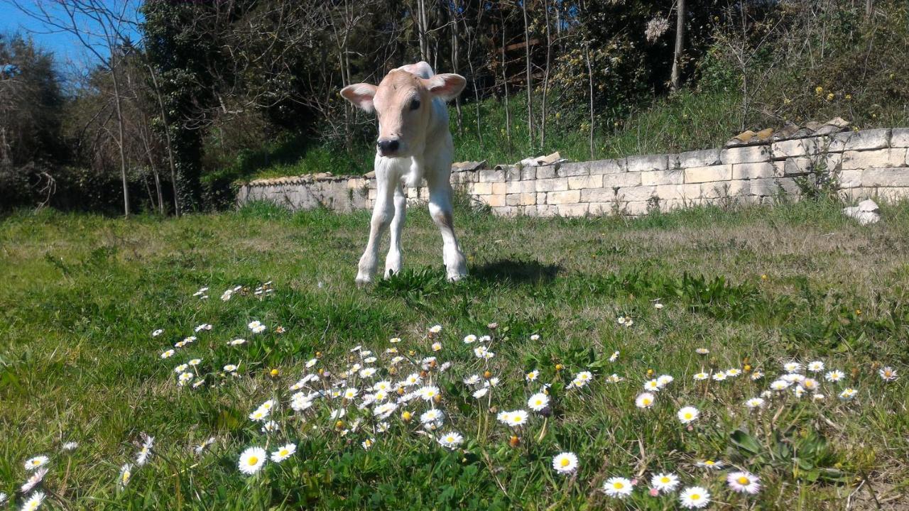 Masseria La Fiorita Matera Exteriér fotografie